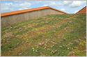 Modular green roof tiles